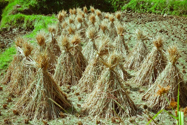 The mountains the haystack — Stock Photo, Image