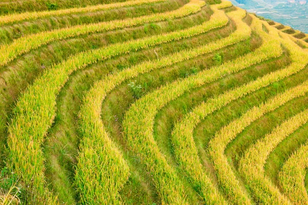 棚田に山の田んぼ. — ストック写真