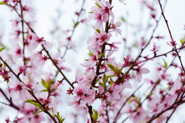 sakura Pembe çiçek ile oryantal white-eye