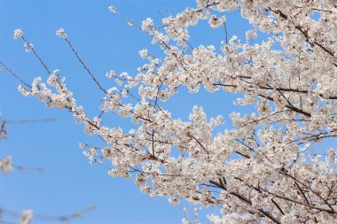 Mavi gökyüzü arka plan üzerinde çiçeği güzel kiraz ağacı