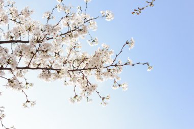 Mavi gökyüzü arka plan üzerinde çiçeği güzel kiraz ağacı