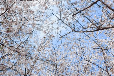 Mavi gökyüzü arka plan üzerinde çiçeği güzel kiraz ağacı