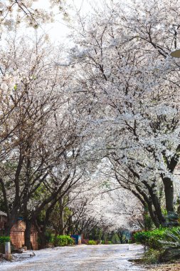 İlkbaharda açan kiraz ağacı