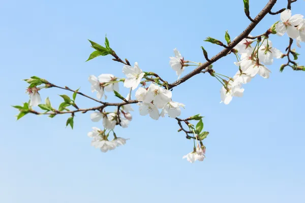 Beautiful Cherry Tree in Blossom on Blue Sky Background — Stock Photo, Image