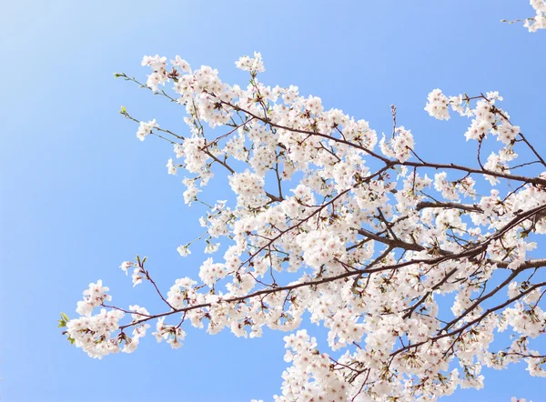 Beau cerisier en fleur sur fond de ciel bleu — Photo