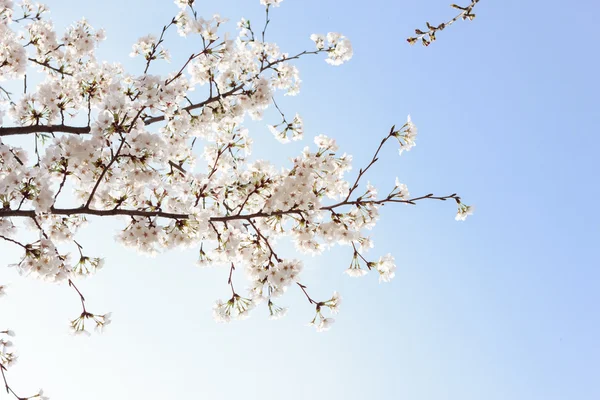 Beau cerisier en fleur sur fond de ciel bleu — Photo