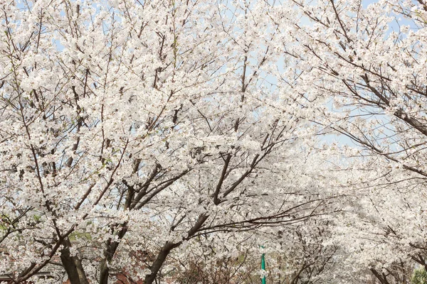 Beau cerisier en fleur sur fond de ciel bleu — Photo