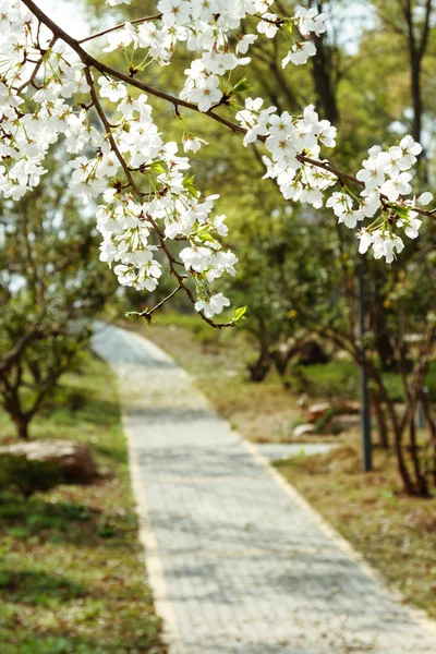 Árvore de cereja florescente na primavera — Fotografia de Stock