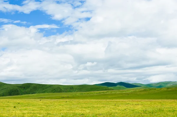 Veld op een achtergrond van de blauwe lucht — Stockfoto