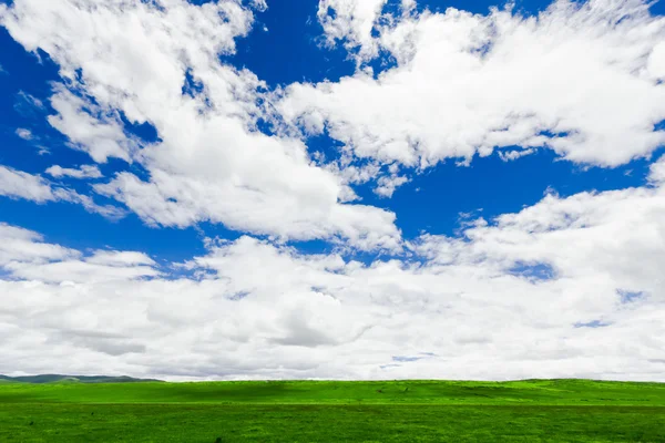 Campo sobre un fondo del cielo azul —  Fotos de Stock