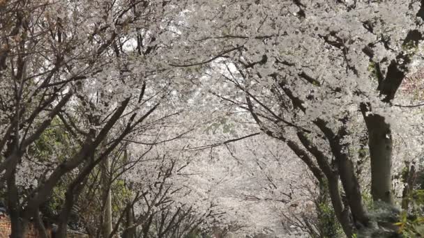 Flor de cerezo, sakura — Vídeos de Stock