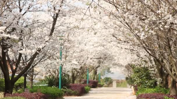 Kwiat wiśni, sakura — Wideo stockowe