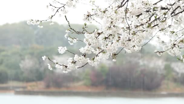 Kwiat wiśni, sakura — Wideo stockowe