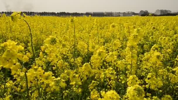 Rape field, canola crops on blue sky — Stock Video