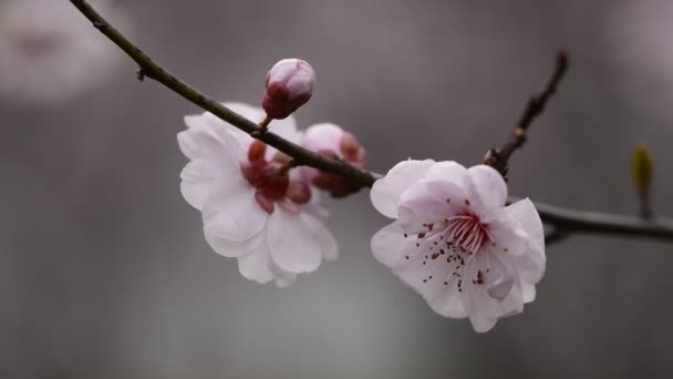 Цветок сливы весной — стоковое видео