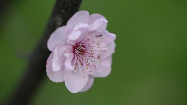 Сливовий цвіт навесні — стокове відео