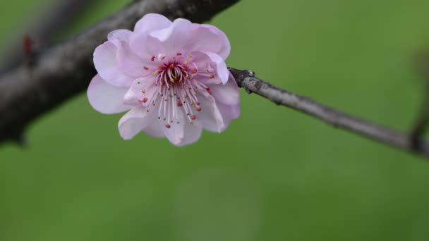 Bahar Erik çiçeği — Stok video