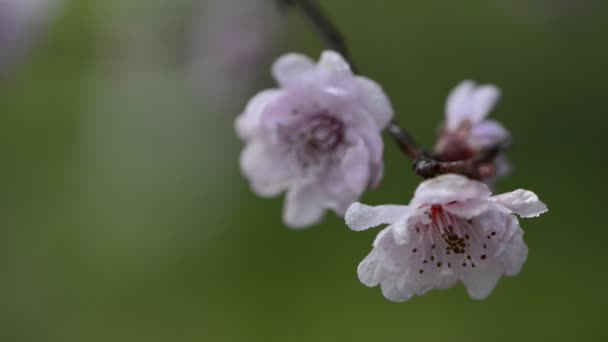 Die Pflaumenblüte im Frühling — Stockvideo