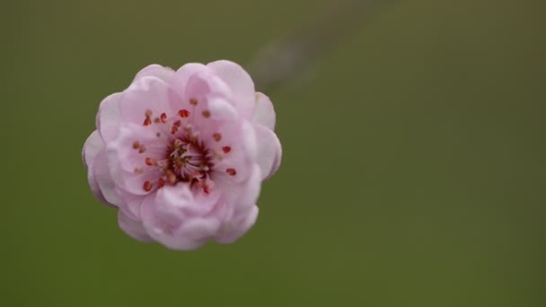 The plum blossom in spring — Stock Video