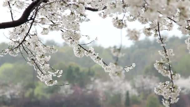 Kwiat wiśni, sakura — Wideo stockowe