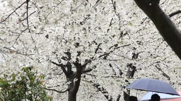 Cherry Blossom, Sakura — Stock Video