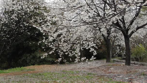 Flor de cerejeira, sakura — Vídeo de Stock