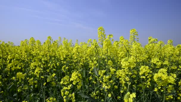 Campo de violación, cultivos de canola en el cielo azul — Vídeos de Stock