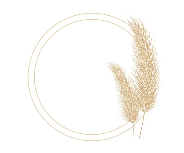 Pampas dry grass circle frame. Branch of pampas grass. Panicle, feather flower head. Vector — 스톡 벡터