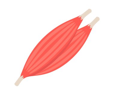 İskelet fiber kaslar, insan vücudunun yapısı. Kırmızı insan dokusu. Vektör illüstrasyonu