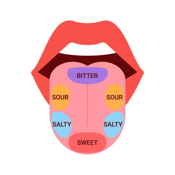 Anatomisk karta över tungan med delar känsla smak. Smaklökar, struktur på tungan bitter, salt, sur, söt. Vektorillustration — Stock vektor