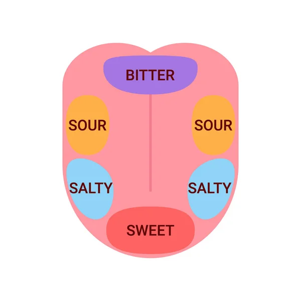 Anatomisk karta över tungan med delar känsla smak. Smaklökar, struktur på tungan bitter, salt, sur, söt. Vektorillustration — Stock vektor