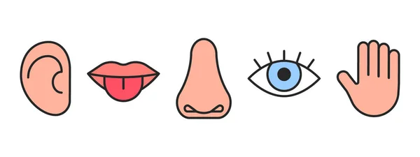 Икона пяти человеческих чувств, зрения, обоняния, вкуса, слуха, осязания. Знак линии глаз, нос, рот, ухо, рука. Редактируемый чёрный контур. Векторная иллюстрация Стоковый вектор