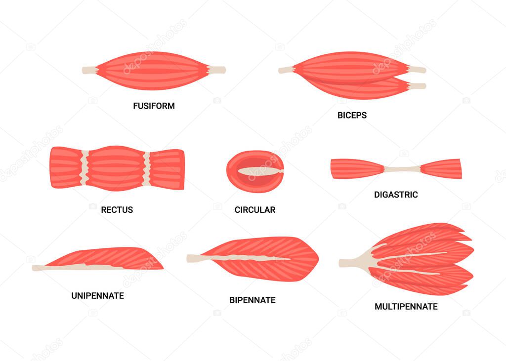 Set of skeletal fiber muscle, types structure muscle of human body. Fusiform, parallel, unipennate, bipennate, multipennate, circular, digastric, biceps. Vector illustration