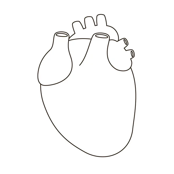 Heart organ drawing linear icon. Human internal organ, outline heart. Sign for medical cardiology. Vector — Stock Vector