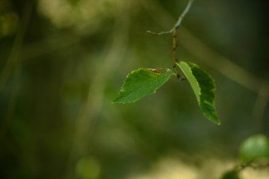 bir ağaç dalında yeşil yapraklar