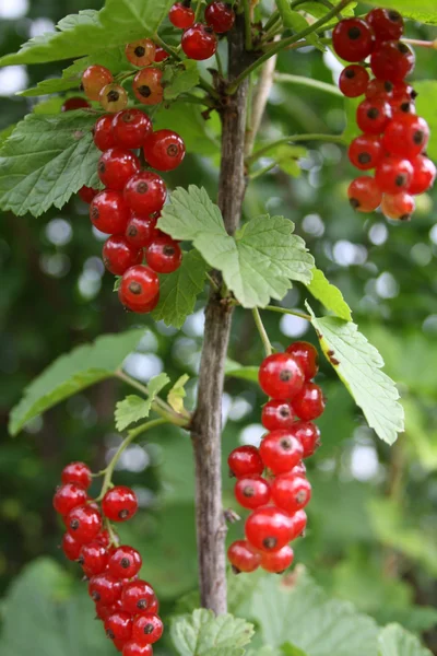 Ribes rubrum L. berry — Fotografia de Stock