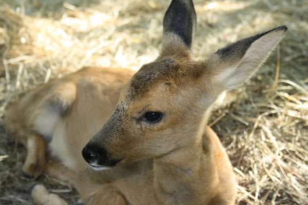 Young deer. Was born one month ago. — Stock Photo, Image