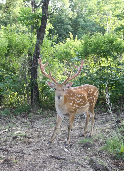 Animale grazioso - un cervo macchiato con le corna grandi . — Foto Stock