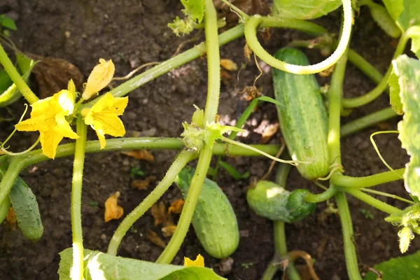 Cucumber liana — Stock Photo, Image