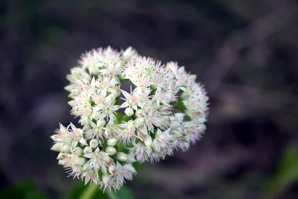 Blossoming garlic — Stock Photo, Image