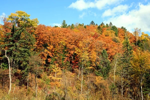 Paints of autumn — Stock Photo, Image