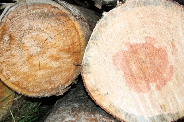 Ansikte hyvlar av loggar — Stockfoto