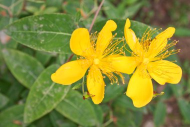 hype'ricum montanum - güneş çiçeği