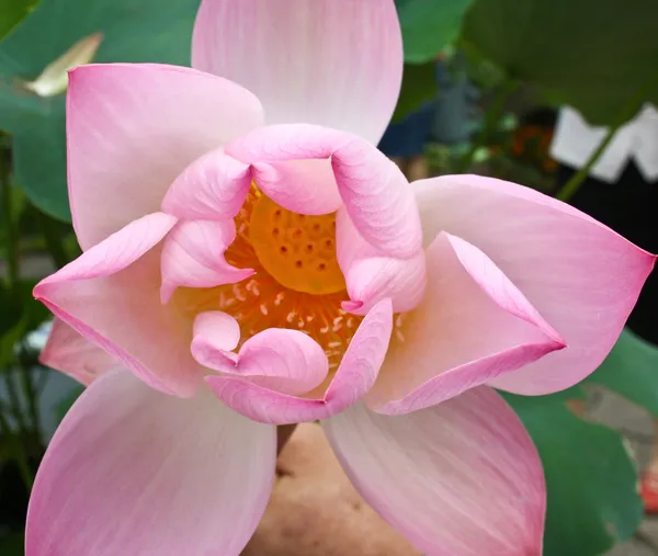 Lotus - beautiful water colors — Stock Photo, Image