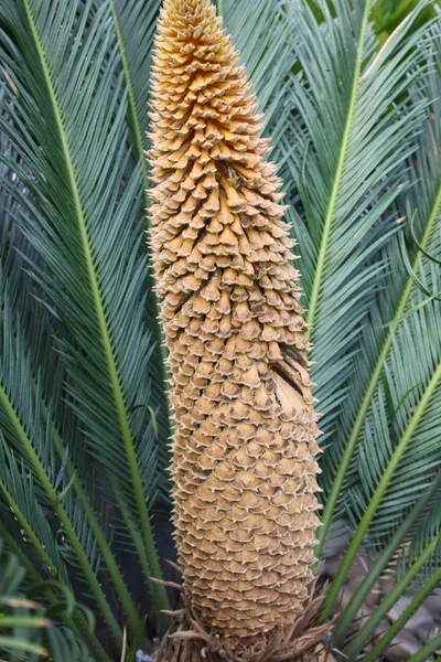La flor, el fruto de la palma —  Fotos de Stock