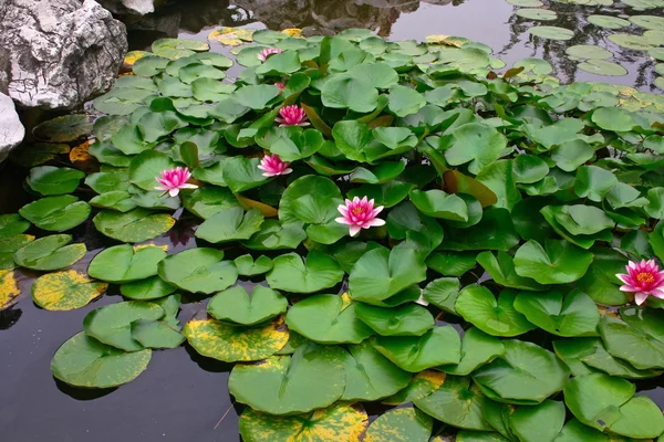 Zacienionych jezioro z liliami wodnymi — Zdjęcie stockowe