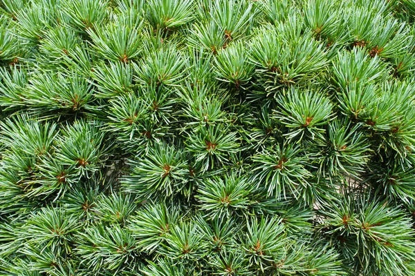 kalın iğne, dekoratif sedir