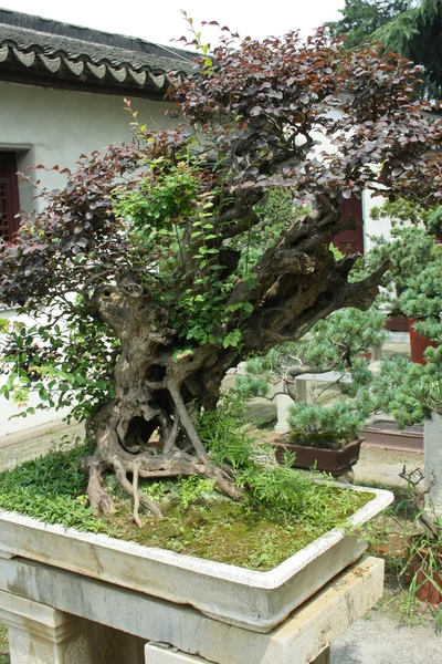 Bonsai trädgård — Stockfoto