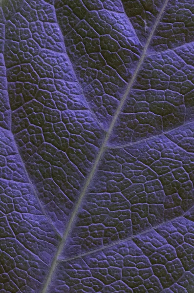 Textura da folha de planta — Fotografia de Stock