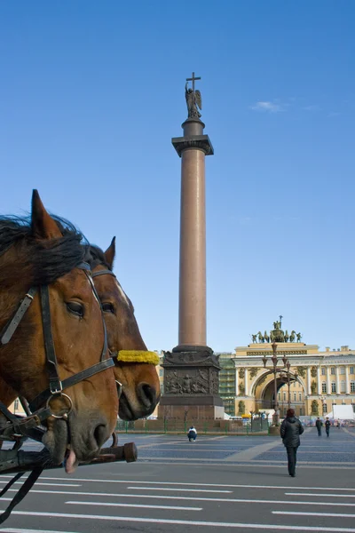 Chevaux sur Palace Square et Alexander Column. Saint-Pétersbourg. Russie . — Photo